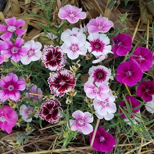 Dianthus 'Telstar' Mix Seed - Palm Farm Nursery