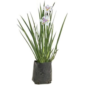 Dietes grandiflora (Fairy iris)