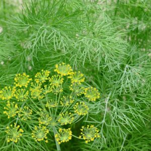 Dill 'Dukat' Seed