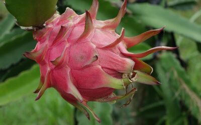 How to Grow Dragon Fruit Successfully: A Beginner’s Guide