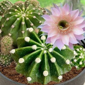 Echinopsis eyriesii (Pink Easter Lily Cactus)