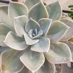 Echeveria 'Purple Pearl'