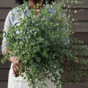 Eucalyptus parvula (Small leaf Florist eucalyptus)