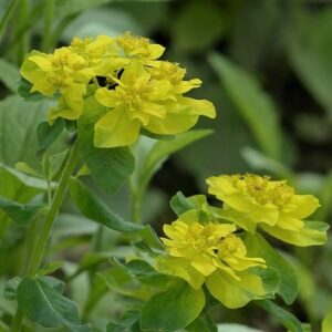 Euphorbia oblongata (Oblong spurge, Balkan Spurge) Seed
