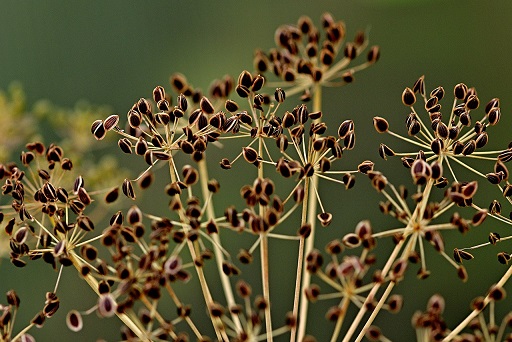 Excellent quality seed