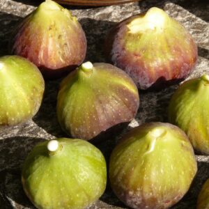 Fig 'Adam'