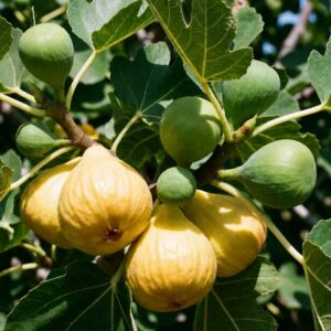 Fig 'Deanna'