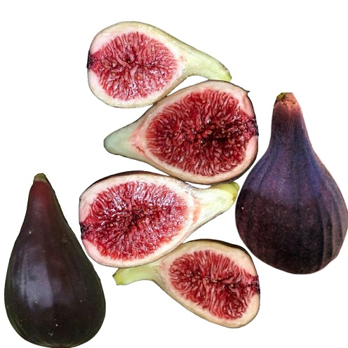 Fig 'Noire de Caromb' - Image 2