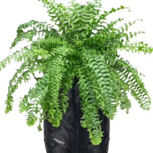 Nephrolepis falcata furcans (Fishtail fern)