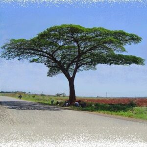 Albizia adianthifolia (Flat crown) Seed