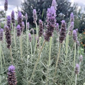 Lavendula dentata (French Lavender)