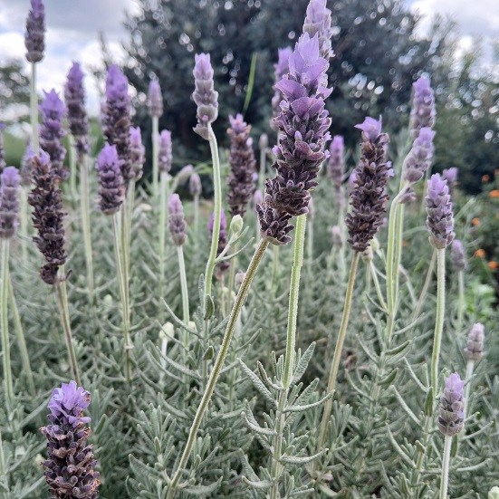 Lavendula dentata (French Lavender)