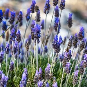 Lavandula dentata (French Lavender) Seed