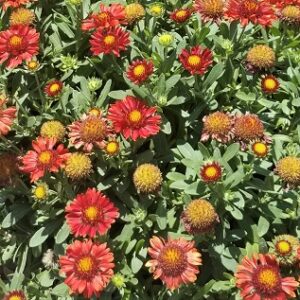 Gaillardia 'Arizona Red Shades' (Blanket Flower) Seed