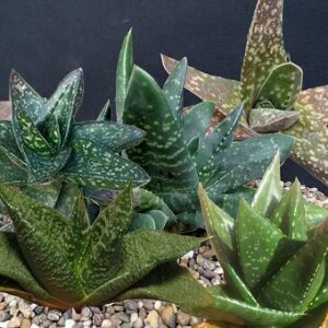 Gasteria nitida (Bathurst gasteria)