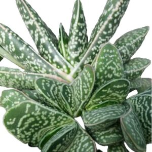 Gasteria bicolor var. liliputana (Dwarf ox-tongue)