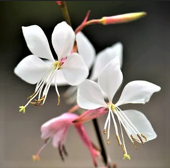 Gaura lindheimeri (Beeblossom White) Seed
