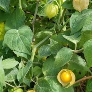 Cape Gooseberry (Physalis peruviana) Seed
