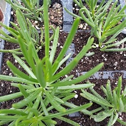 Senecio barbertonicus (Green Senecio bush)