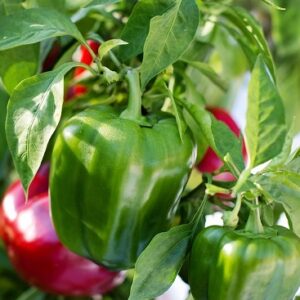 Pepper 'California wonder' Seed