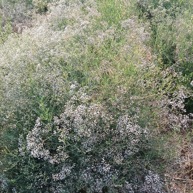 Gypsophila paniculata ‘Milky Way’ (Baby's breath) Seedlings