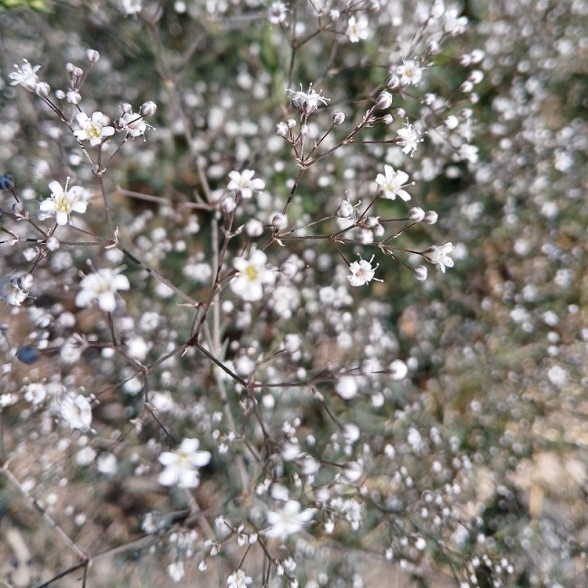 Gypsophila paniculata ‘Milky Way’ (Baby's breath) Seedlings - Image 3