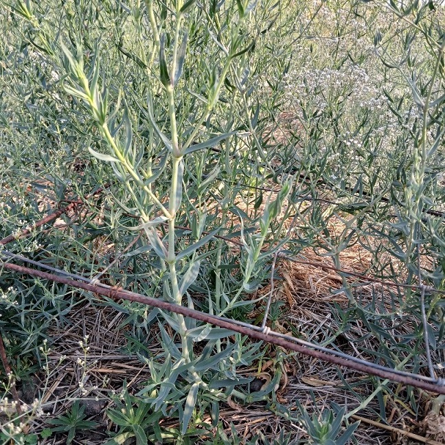 Gypsophila paniculata ‘Milky Way’ (Baby's breath) Seedlings - Image 2