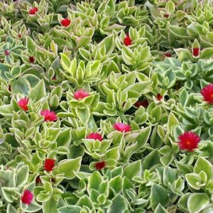 Mesembryanthemum cordifolium (Heartleaf ice plant, Baby Sun Rose)