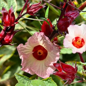 Hibiscus sabdariffa Roselle 'lanceolate'