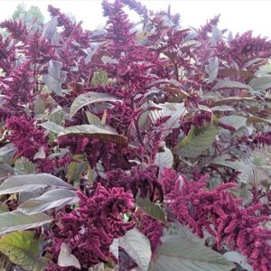 Amaranthus (Hopi Red Dye) Seed