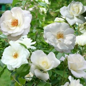 Rose Iceberg 'White'