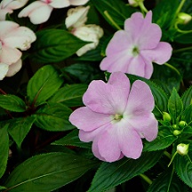 Impatiens
