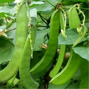 Bean Jack bean (Canavalia ensiformis) Seed