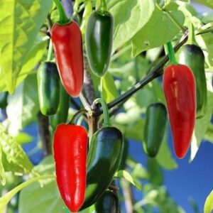 Pepper 'Jalapeno' Seed