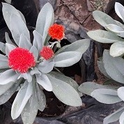 Kleinia fulgens (Coral Senecio)