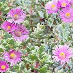 Lampranthus blandus (Pink Vygie)