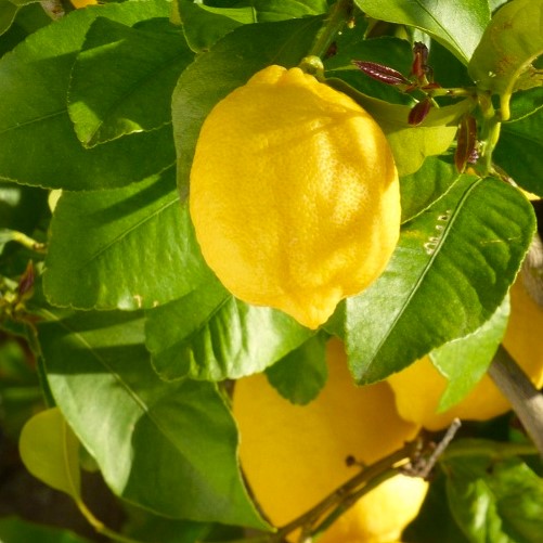 Lemon Verna