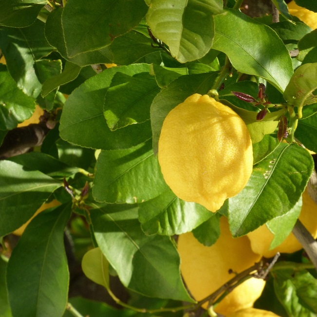 Citrus: Lemon ‘Verna’