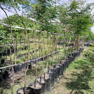 Libidibia ferrea (Leopard Tree)