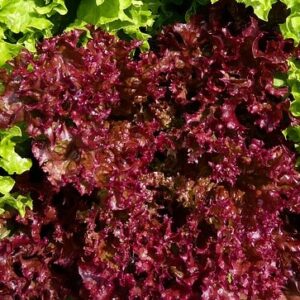 Lettuce 'Lollo Rossa' Seed