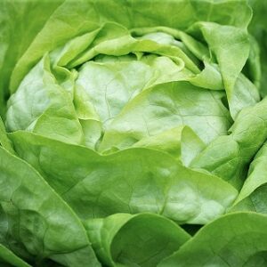 Lettuce Butterhead Seed