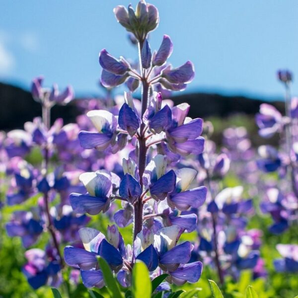 Lupinus perennis (Sundial Lupine) Seed - Image 2