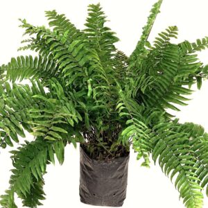 Nephrolepis biserrata (Macho Fern)
