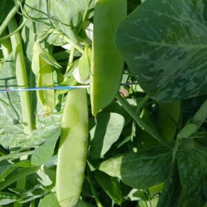 Peas Mammoth Melting Sugar Snow Pea Seed