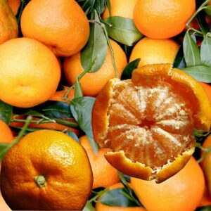 Citrus:  Mandarin 'Empress'