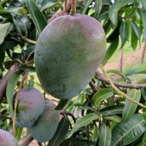 Mango 'Kent'