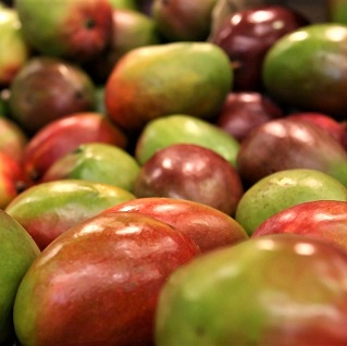Mango Tommy Atkins 2