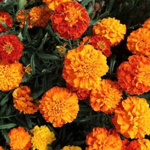 Marigold 'French Double Dwarf' Seed