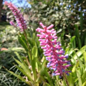 Aechmea gamosepala (Matchstick Bromeliad)