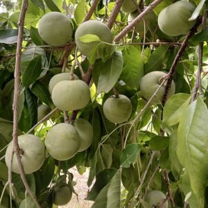 Casimiroa edulis (Mexican Apple, White Sapote)